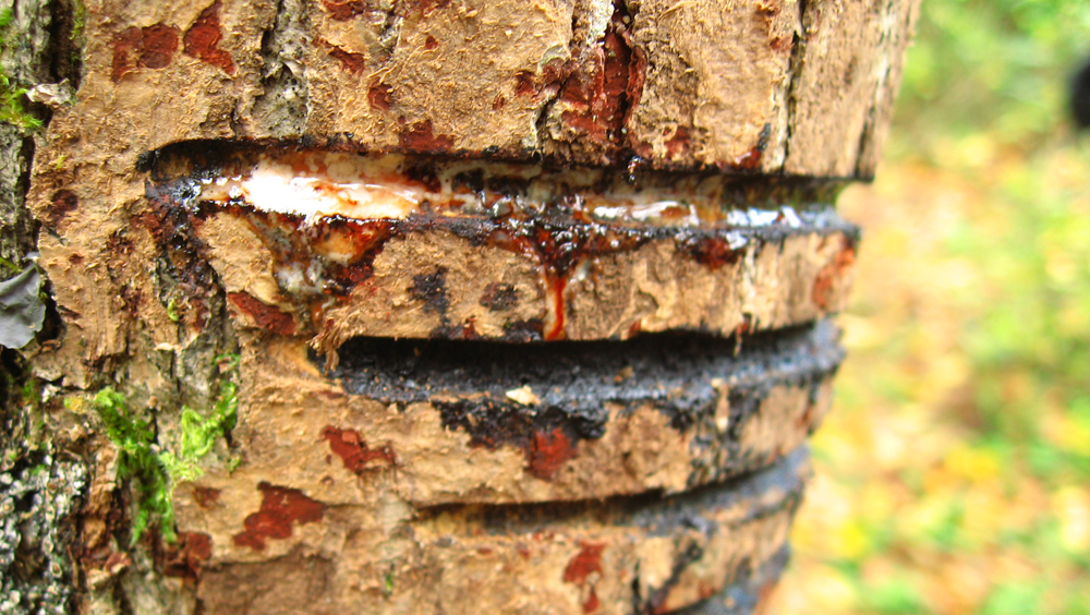 漆の木から樹液採取